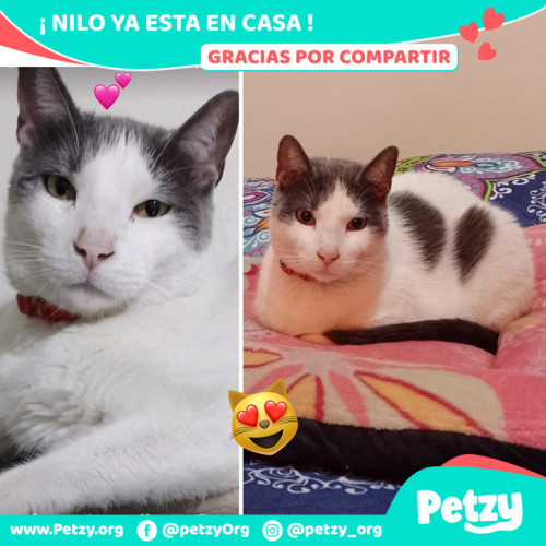 Foto de mascota Nilo