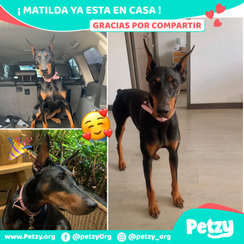 Foto de mascota Matilda