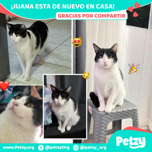 Foto de mascota Juana