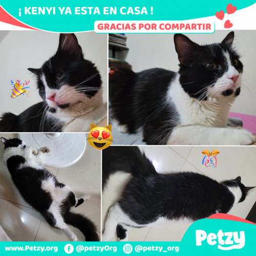 Foto de mascota Kenyi