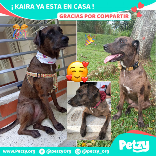 Foto de mascota Kaira