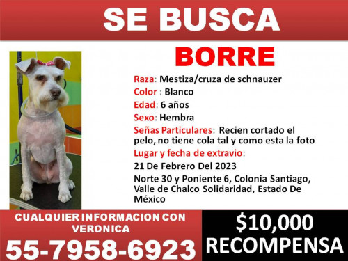 Borre