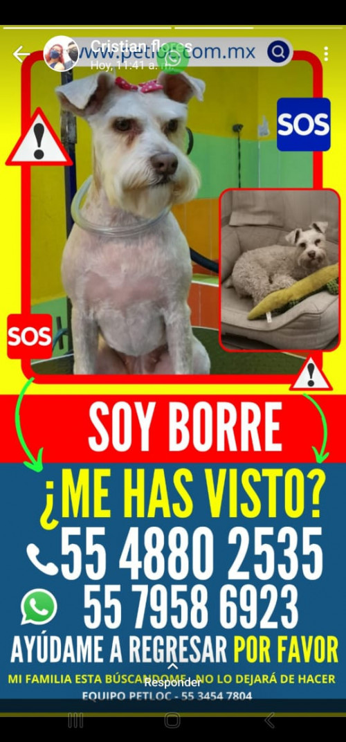 Borre