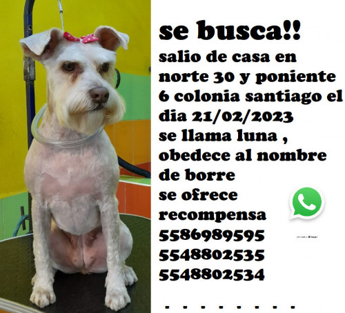 Borre