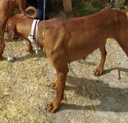 Nena