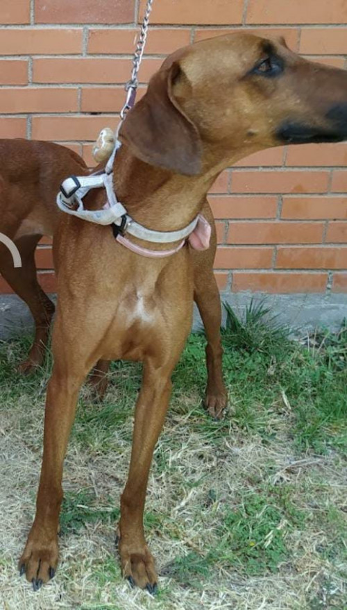 Nena