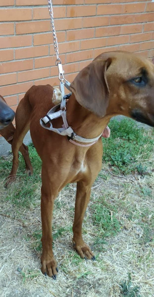 Nena