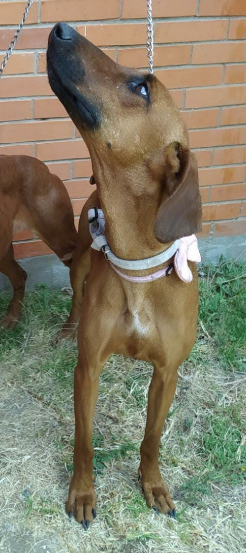 Nena