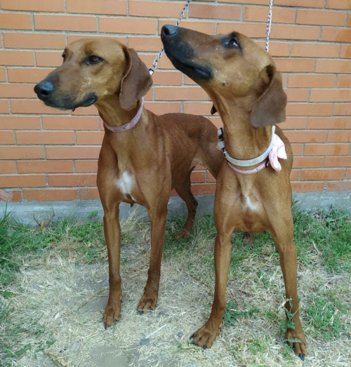 Nena