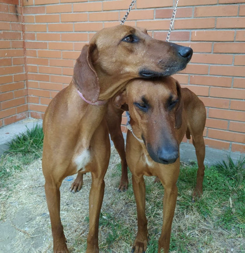 Nena