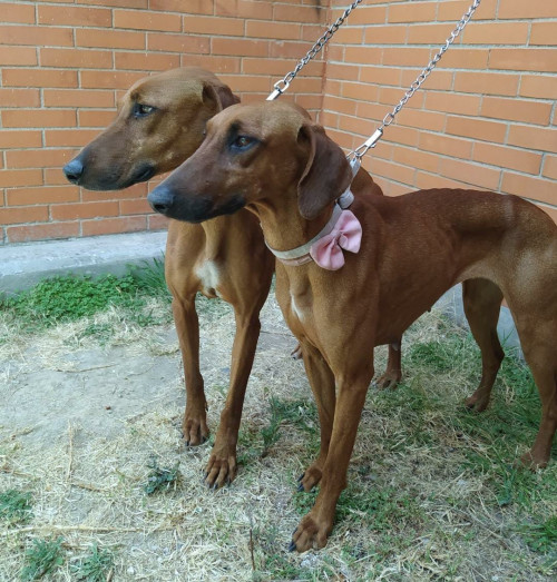 Nena