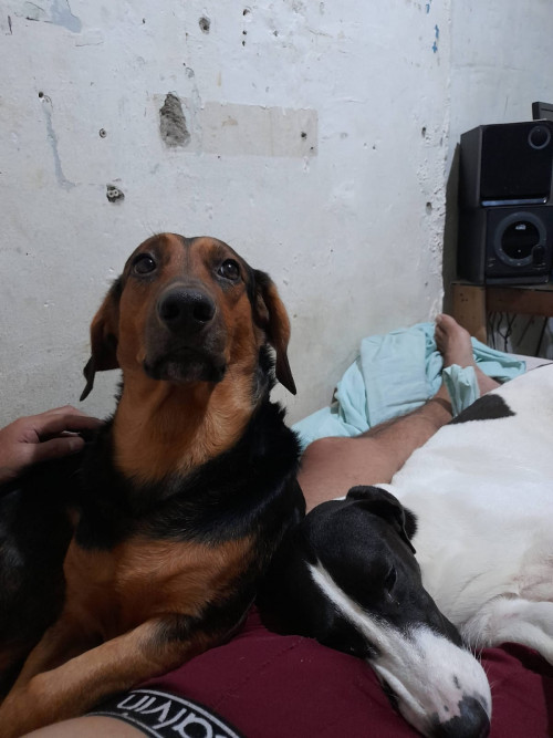 Rocky Y Luna