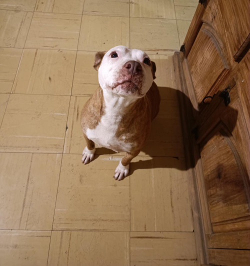 Nala