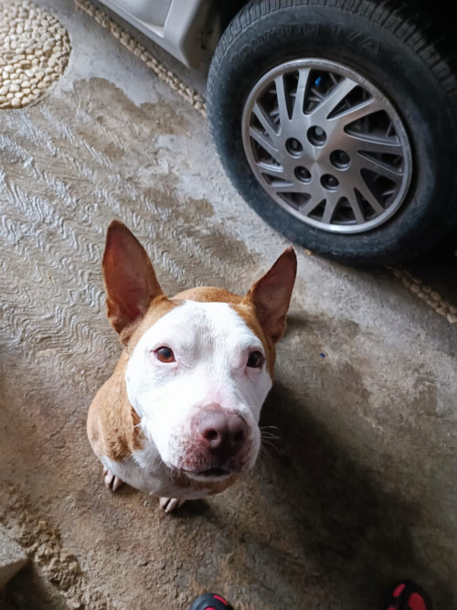 Nala