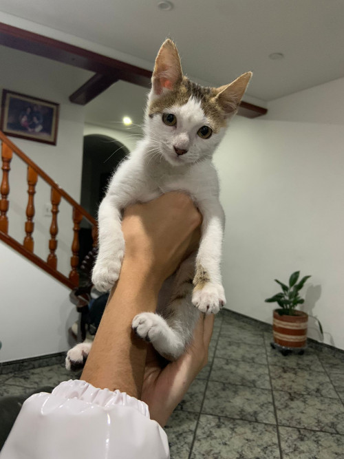 Rabita