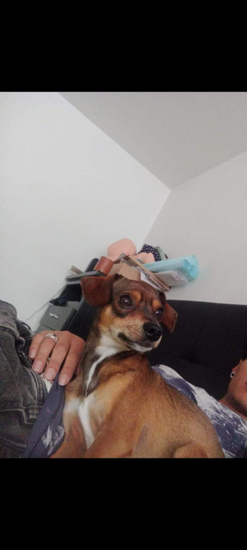 Guaro