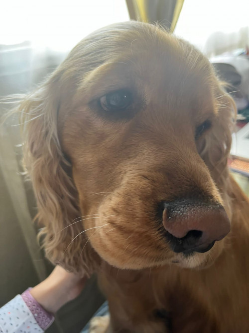 Coco