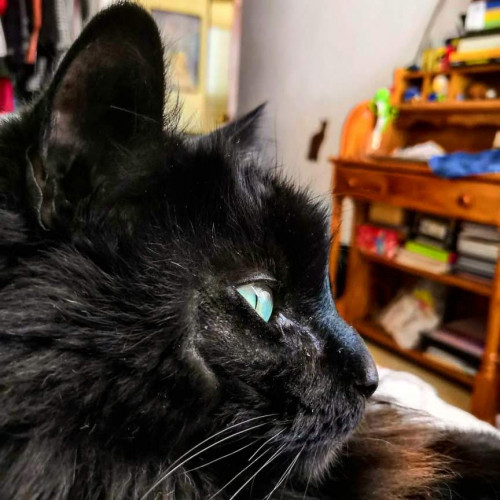 Pablo