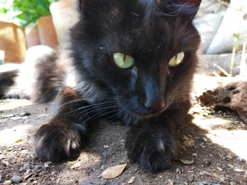 Pablo