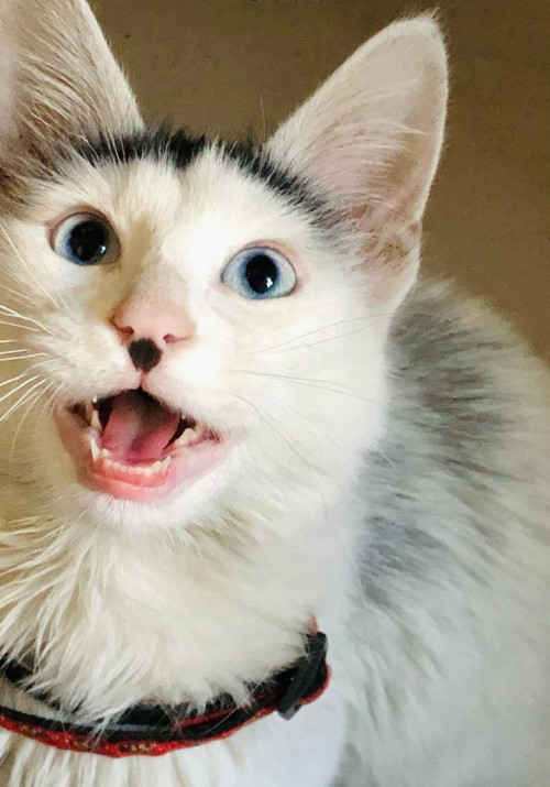 Kiro