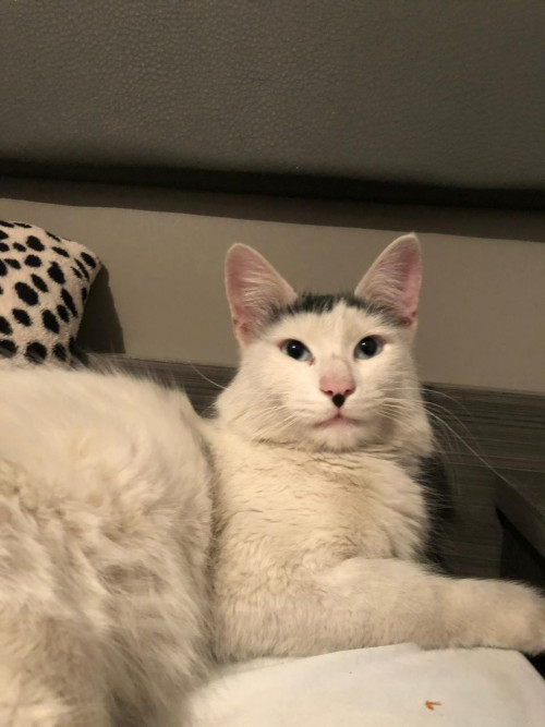 Kiro