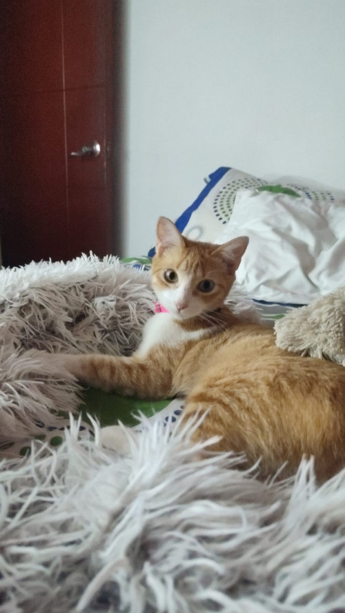 Niña