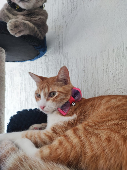 Niña