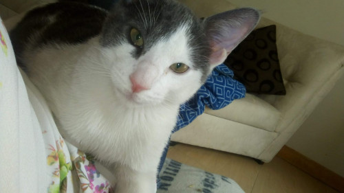 Tom