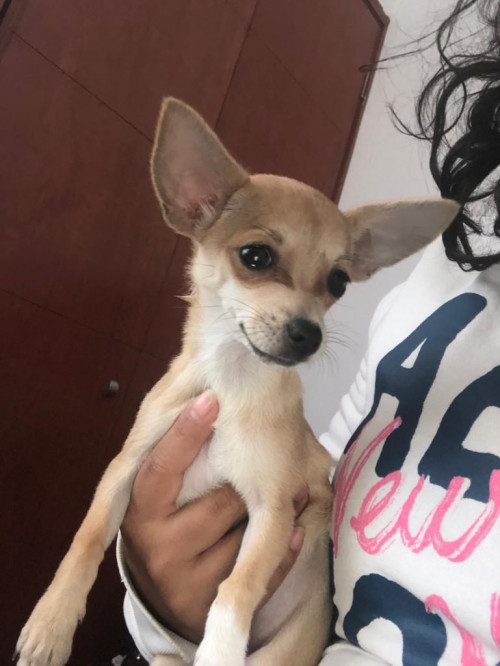 Cenicienta