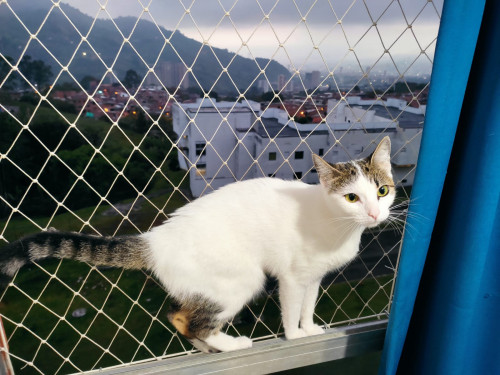 Lola
