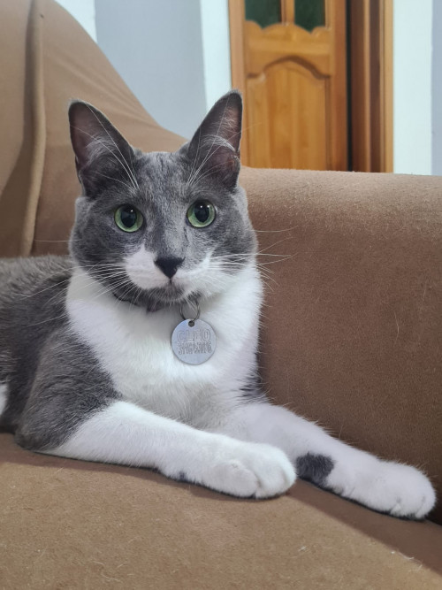 Cleo
