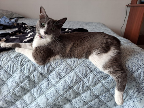 Cleo