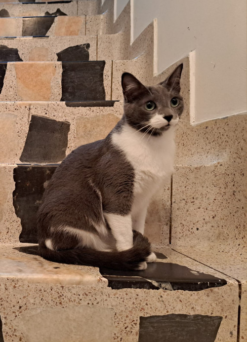 Cleo