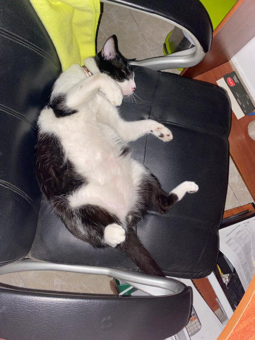 Oreo