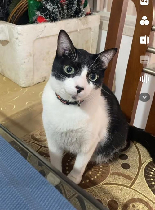 Oreo