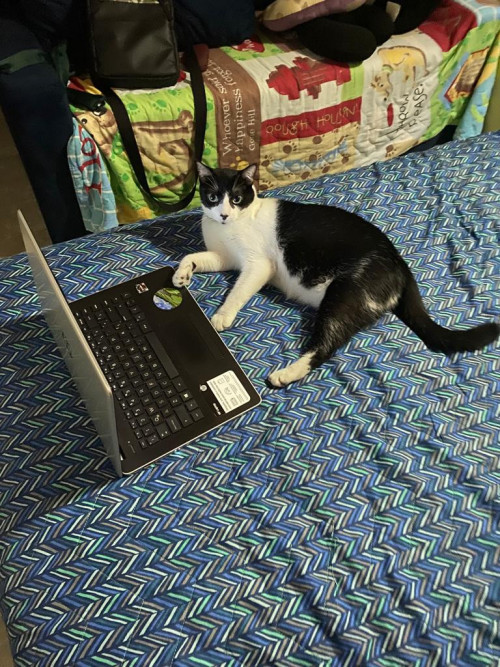 Oreo
