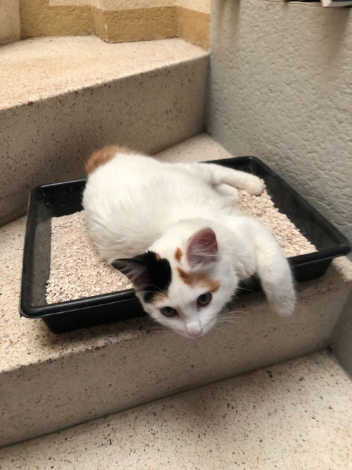 Nala