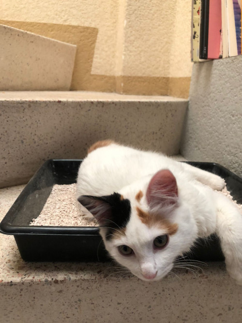Nala