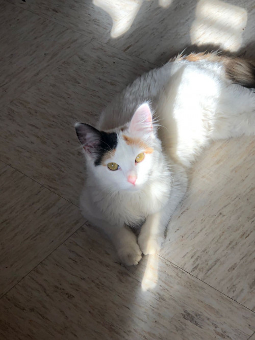 Nala