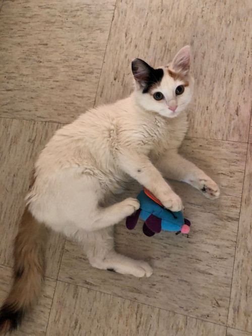 Nala