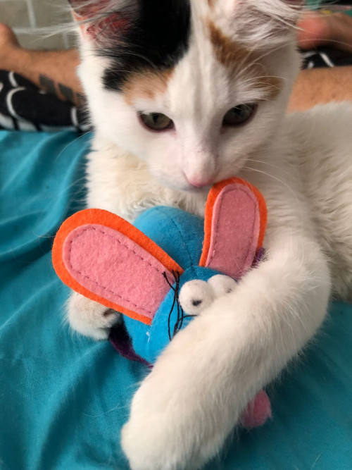 Nala