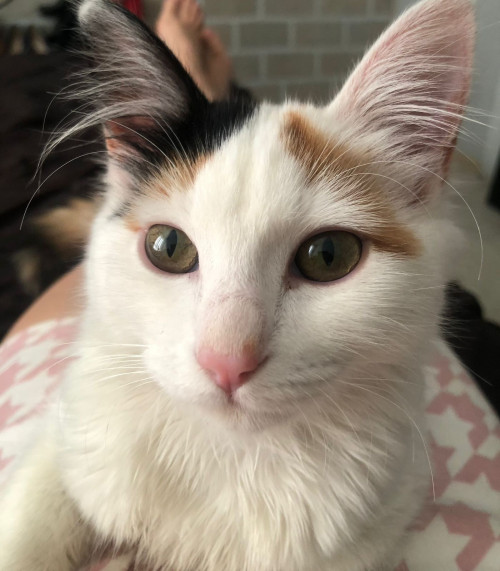 Nala