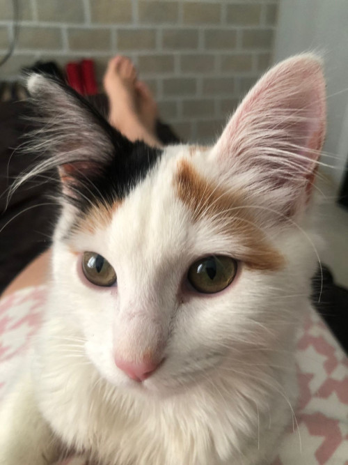Nala