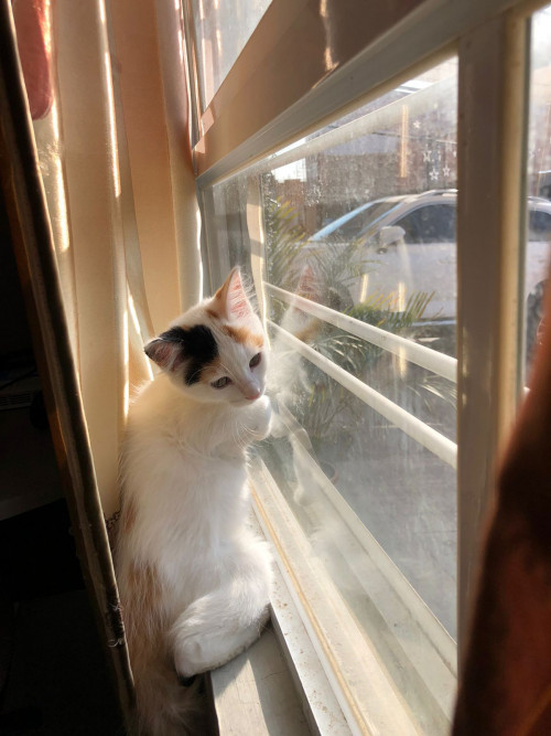 Nala
