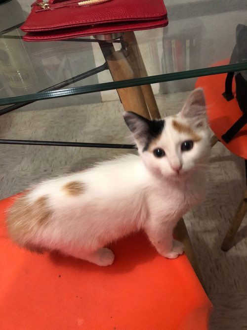 Nala