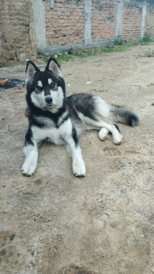 Alaska