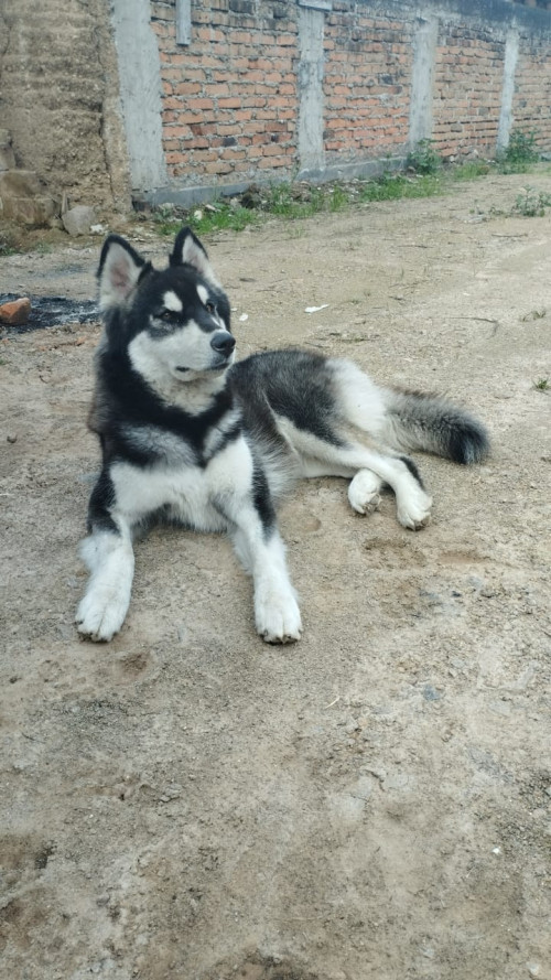 Alaska