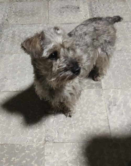 Lulú