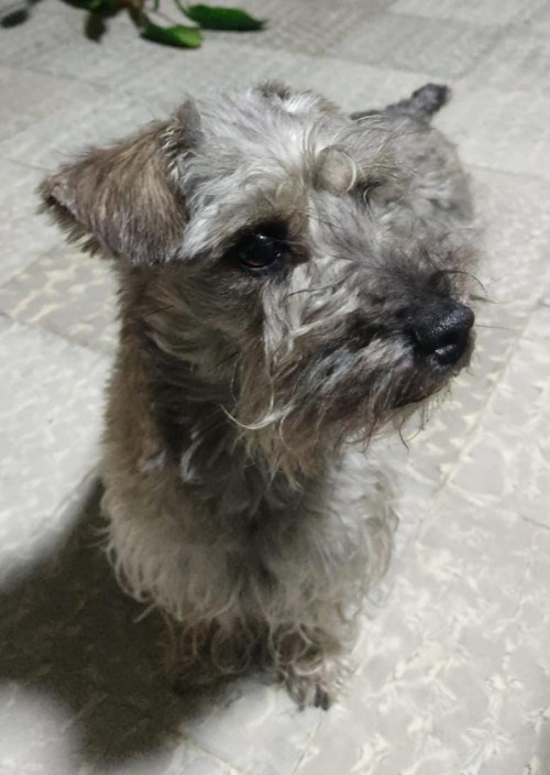 Lulú