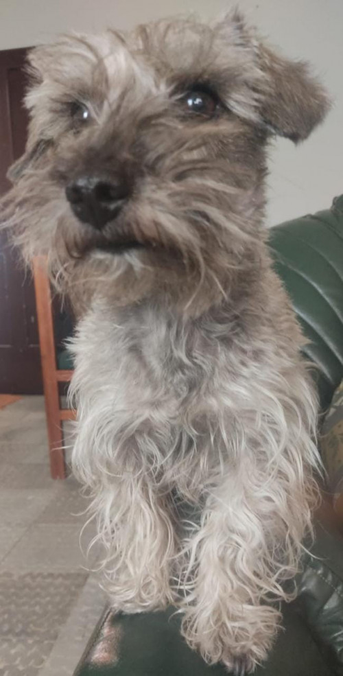 Lulú
